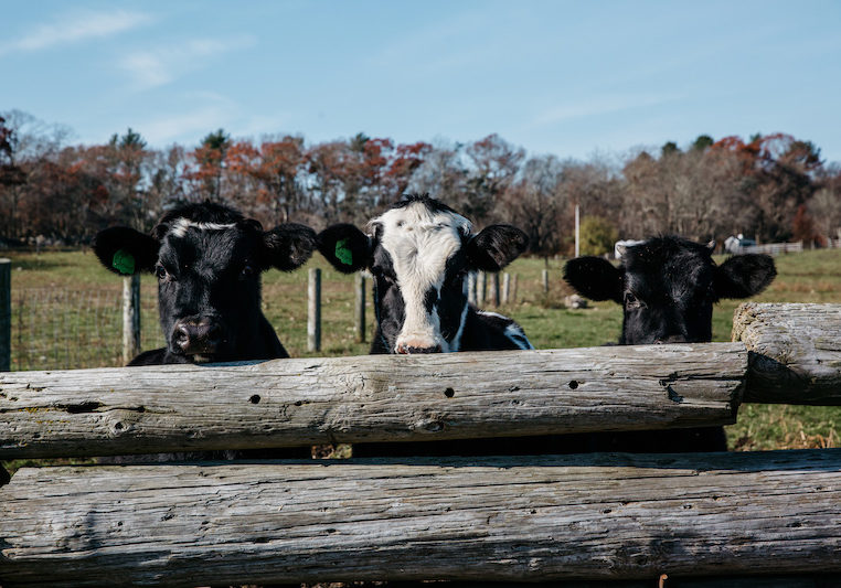Dairy Farming on the South Coast
