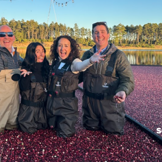Four people in waders in a cranberry bog