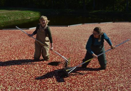 Guest harvesters at Stone Bridge Farm's cranberry harvest (photo by Joanne Harding)