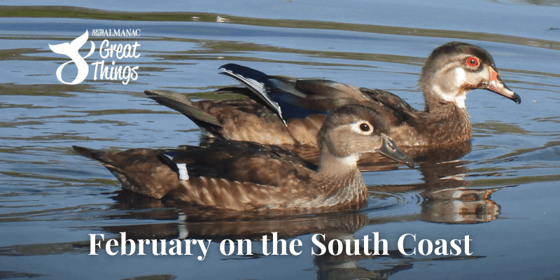 A pair of ducks in water with title: February on the South Coast