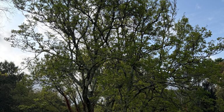 A magnolia in Hamlin Crossing