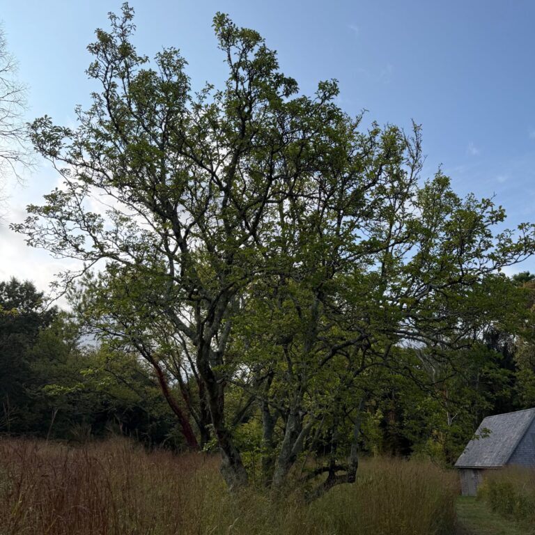 A magnolia in Hamlin Crossing