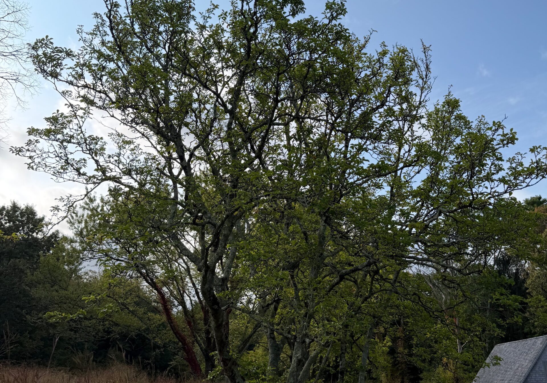A magnolia in Hamlin Crossing