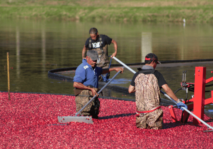 3 workers harvesting cranberries