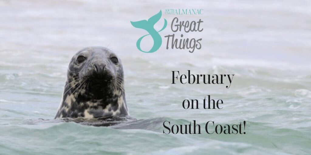 A seal looking at viewer with title 8 Great Things: February on the South Coast