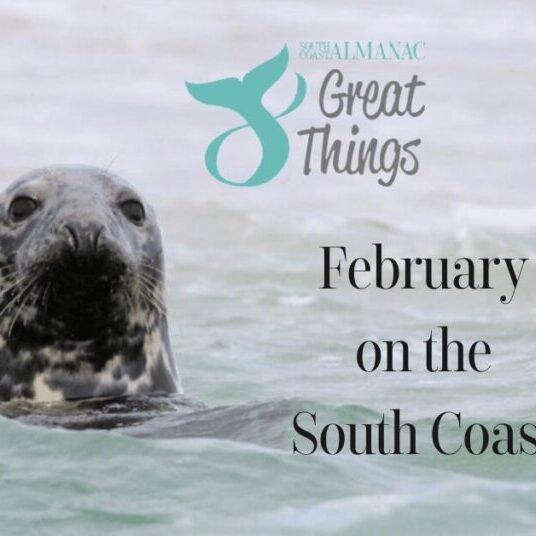 A seal looking at viewer with title 8 Great Things: February on the South Coast