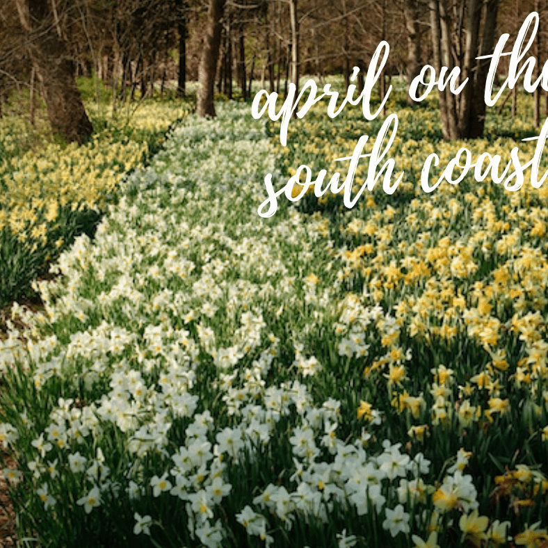 a field of daffodils & title: april on the south coast t